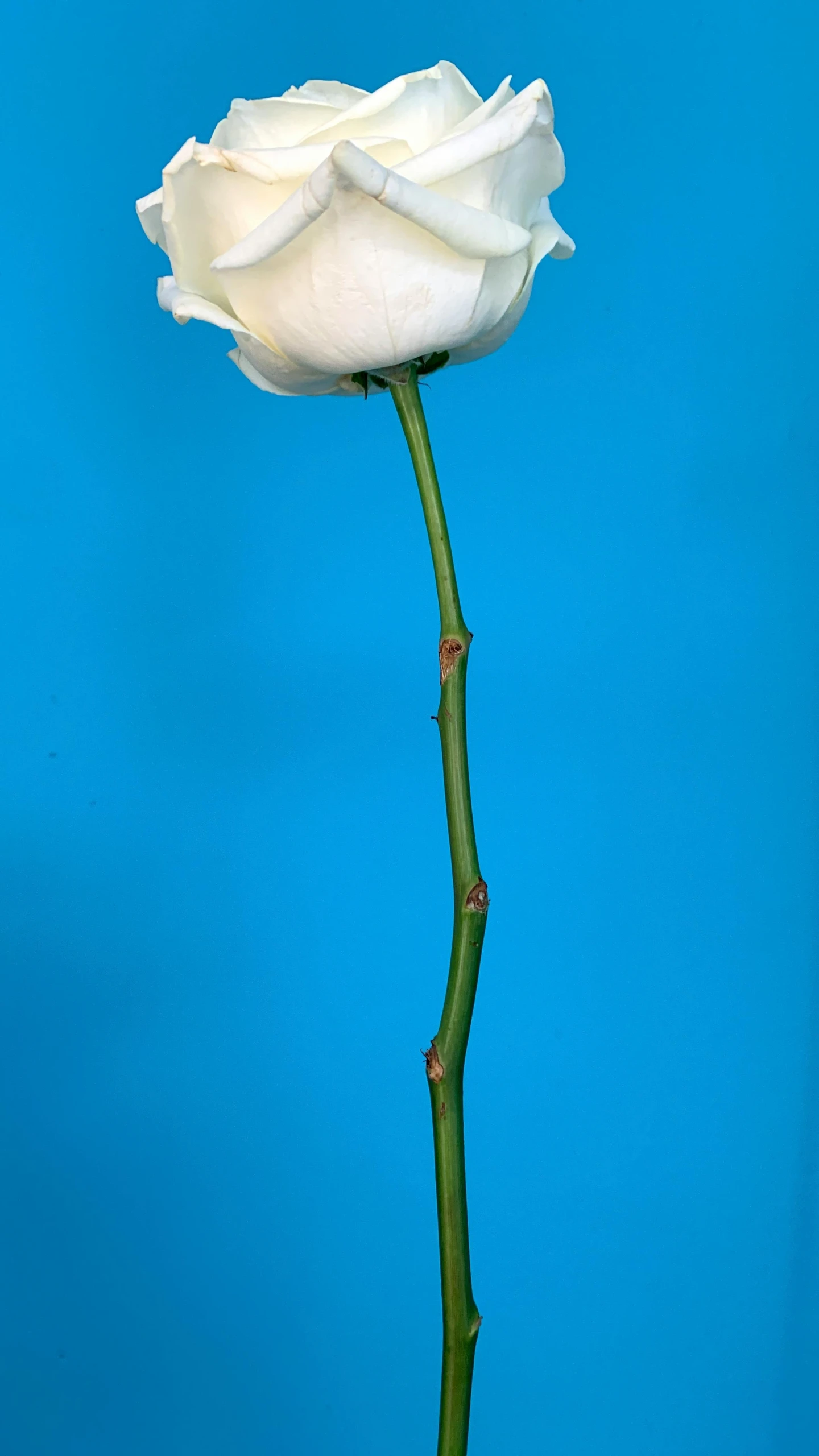 a single white rose against a blue background, inspired by Robert Mapplethorpe, hugh kretschmer, demur, very long neck, saguaro