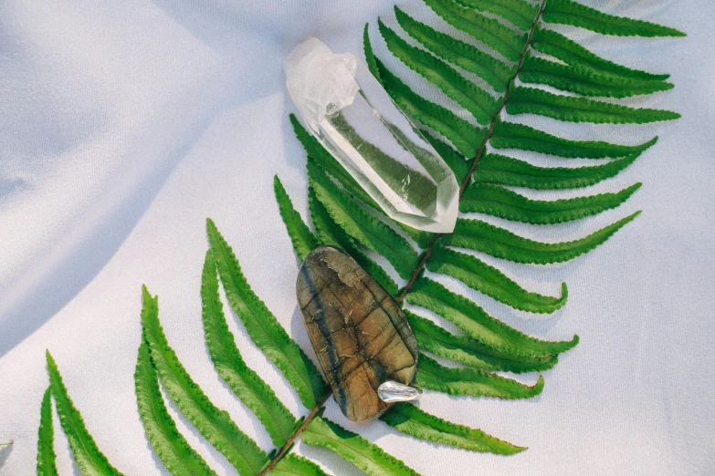 a turtle sitting on top of a green leaf, by Emma Andijewska, trending on pexels, crystal cubism, dried fern, with clear glass, miniature product photo, moonstone