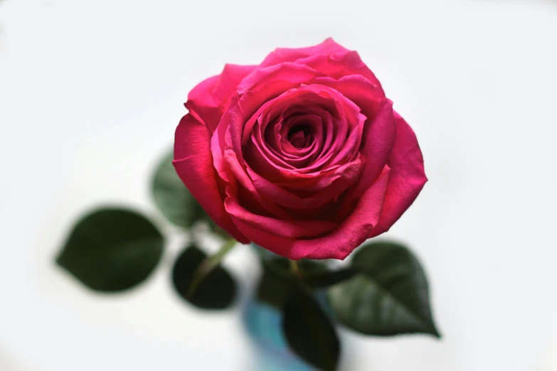 a single pink rose in a blue vase, a photo, pexels, rich deep pink, celebration, looking from side, semi - realistic