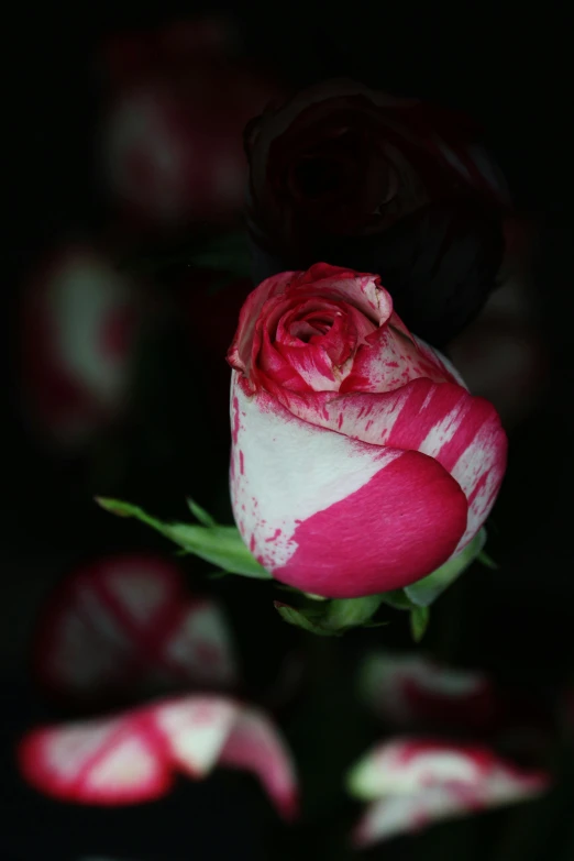 a close up of a pink and white rose, red on black, smeared flowers, looking sad, dark and white