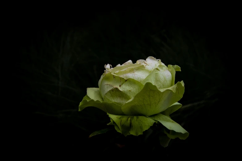 a close up of a flower on a black background, unsplash, pale green glow, lettuce, the lantern crown, swamp thing