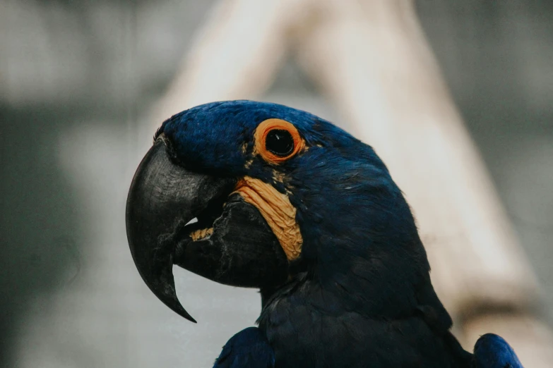 a close up of a parrot with a blurry background, a photo, by Adam Marczyński, pexels contest winner, renaissance, blue-black, navy, 🦩🪐🐞👩🏻🦳, high angle close up shot
