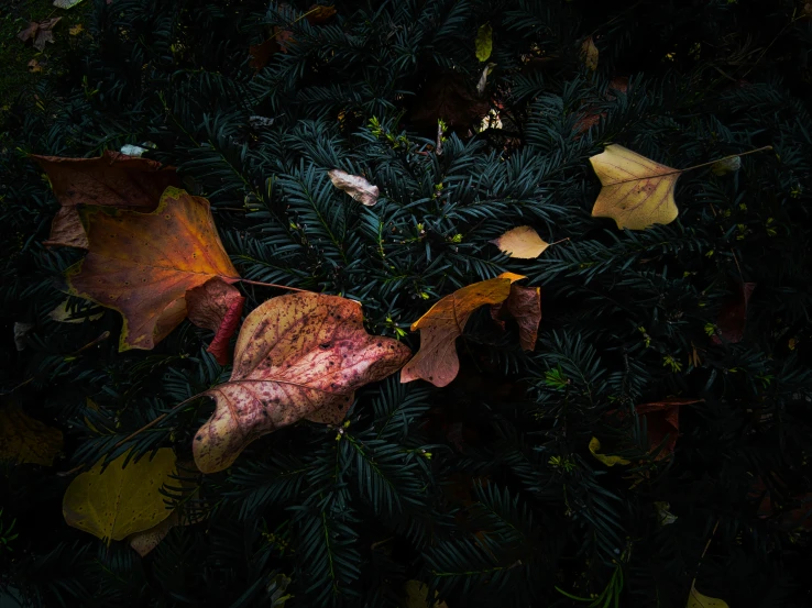 a bunch of leaves laying on top of a tree, an album cover, inspired by Elsa Bleda, pexels contest winner, dark colors, holiday season, autum, alessio albi