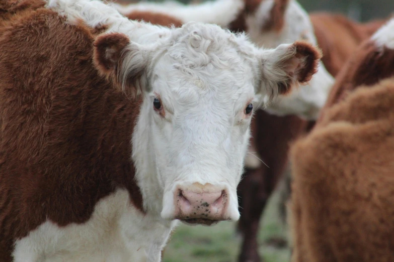 a group of brown and white cows standing next to each other, pexels contest winner, renaissance, small nose with freckles, old male, australian, meat