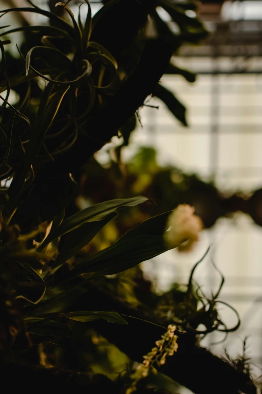 a bird sitting on top of a tree branch, inspired by Elsa Bleda, unsplash, fantastic realism, overgrown with puffy orchids, in bloom greenhouse, obscured underexposed view, curled perspective