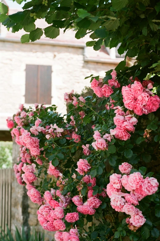 a bush of pink roses in front of a house, shot on hasselblad, st cirq lapopie, cottagecore, rubedo