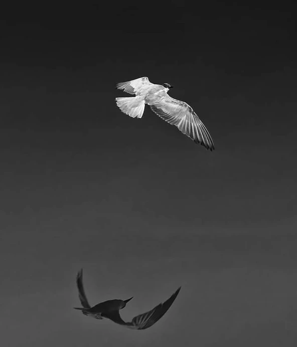 a couple of birds that are flying in the sky, a black and white photo, by Giovanni Pelliccioli, unsplash contest winner, monochrome:-2, album cover, duel, marat zakirov