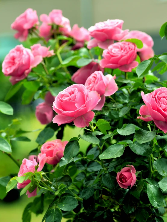 a bush of pink roses with green leaves, award - winning, fan favorite, flowering vines, medium-shot