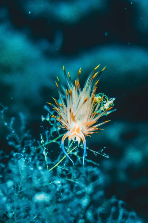 a close up of a small animal on a body of water, a microscopic photo, by Brian Thomas, pexels, twirling glowing sea plants, elegant coral sea bottom, hymenocallis coronaria, a cozy