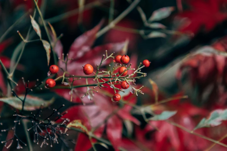 a close up of a plant with red berries, a photo, inspired by Elsa Bleda, pexels, multicolored, autumnal, 15081959 21121991 01012000 4k, alessio albi