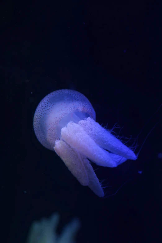 a jellyfish that is floating in the water, soft purple glow, slightly turned to the right, with a whitish, cobalt coloration