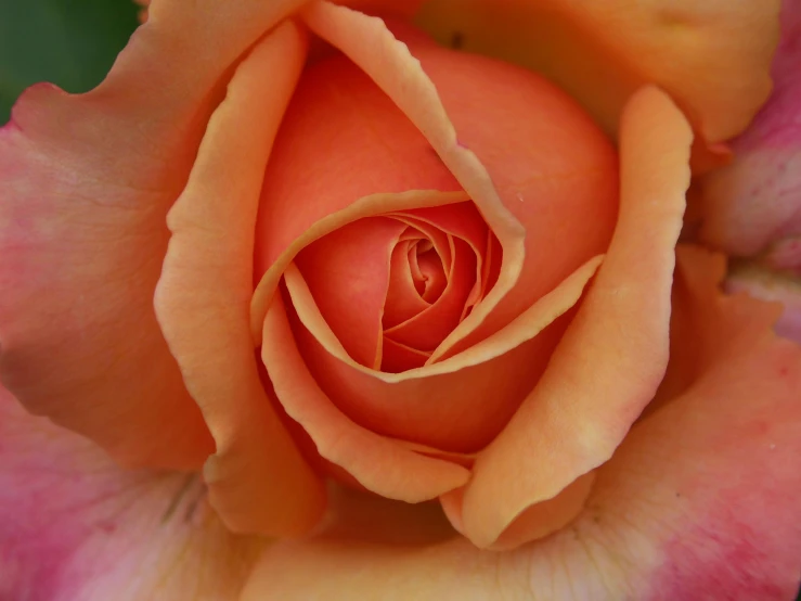 a close up of a pink and yellow rose, by Gwen Barnard, pexels contest winner, orange, high angle close up shot, high quality photo, today\'s featured photograph 4k