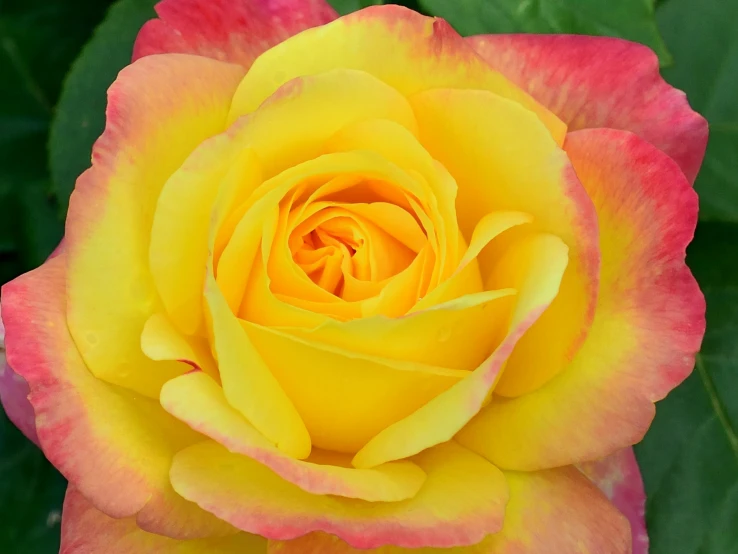 a close up of a pink and yellow rose, yellow aureole, an award winning, gradient yellow to red, avalon