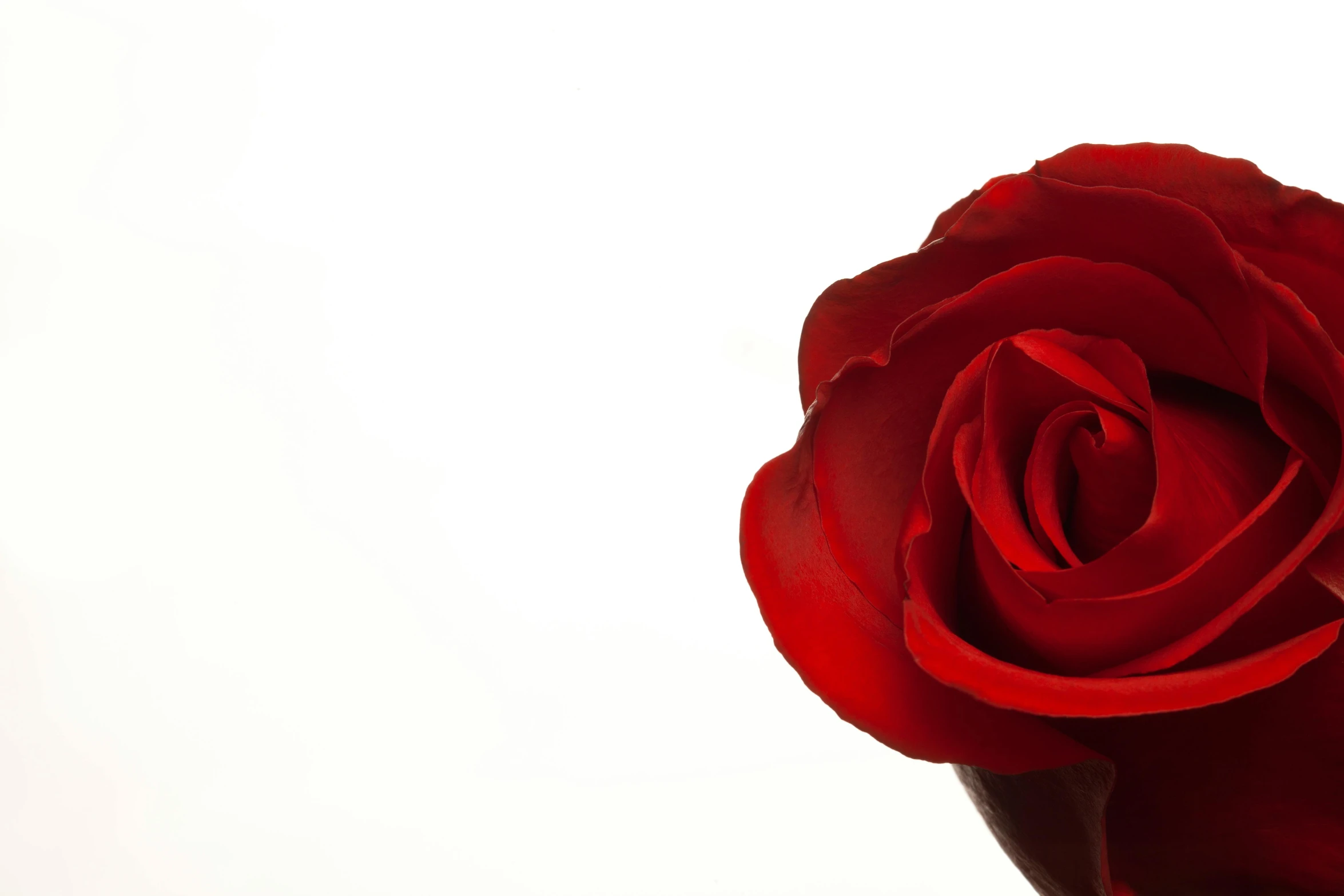 a close up of a red rose in a vase