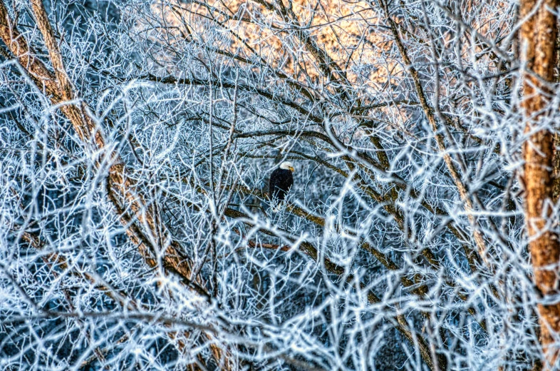 a bird sitting on top of a tree covered in frost, by Jacob Kainen, 🦩🪐🐞👩🏻🦳, evening!! in the forest, in an ice storm, bald eagle