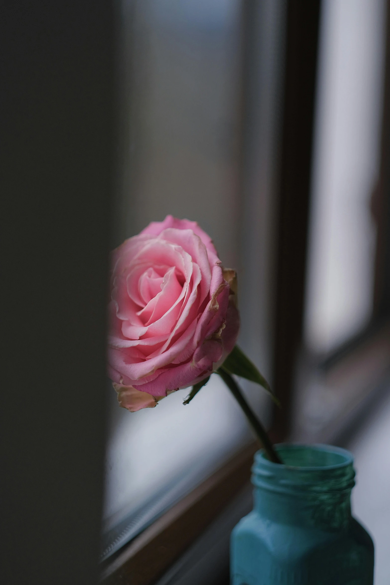 a pink rose in a blue jar sitting on a window sill, inspired by Elsa Bleda, unsplash, on a gray background, short dof, taken in the late 2010s, close - up photograph