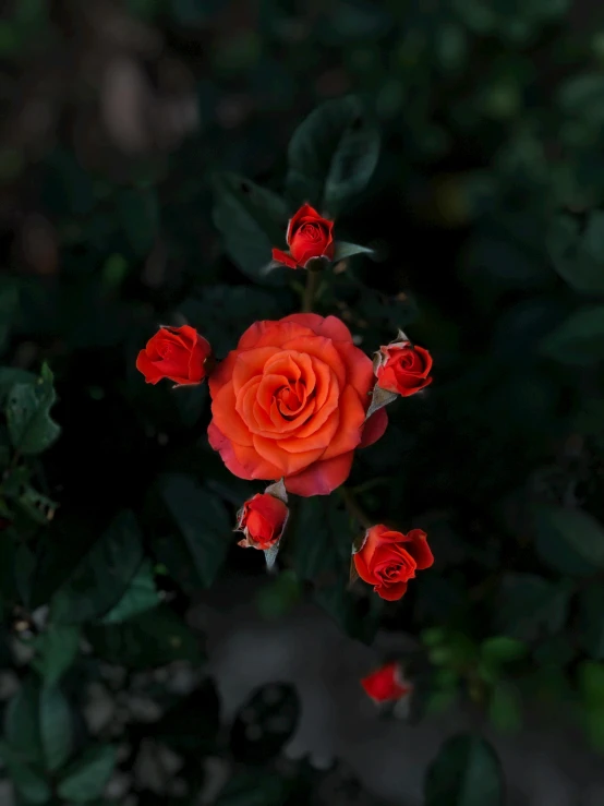 a close up of a red rose surrounded by green leaves, by Reuben Tam, pexels contest winner, orange blooming flowers garden, dark. no text, profile picture, a high angle shot