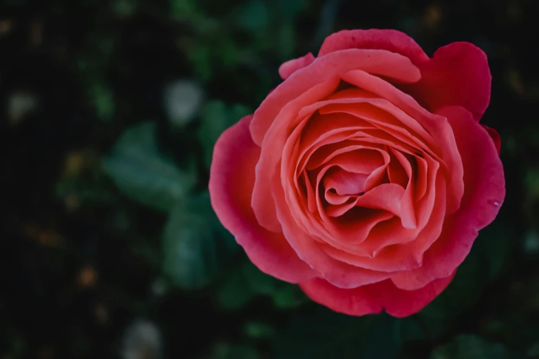 a red rose sitting on top of a lush green field, paul barson, photo of a rose, vibrant pink, unsplash photography