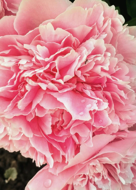 a close up of a bunch of pink flowers, award-winning crisp details”, giant carnation flower head, ((pink)), instagram picture