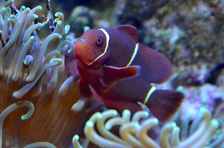 a close up of a clown fish in an aquarium, photo taken with provia, a purple fish, crimson themed, brown