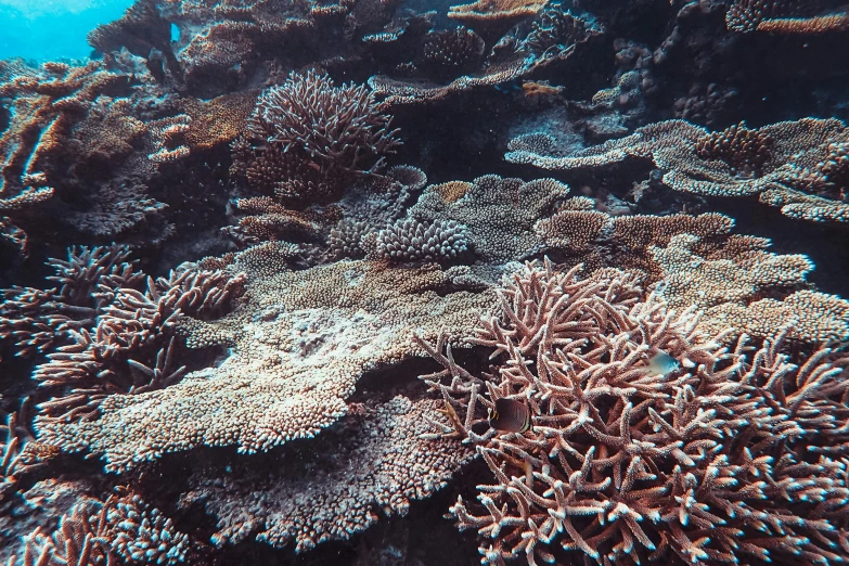 a coral reef with many different types of corals, a colorized photo, unsplash, slightly tanned, subtle detailing, great barrier reef, 🦩🪐🐞👩🏻🦳