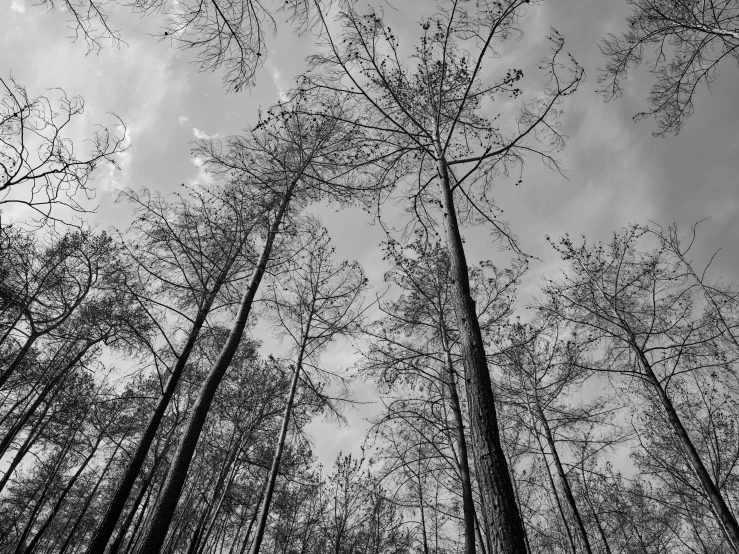 a black and white photo of a forest, by Robert Lee Eskridge, pexels, with branches! reaching the sky, southern gothic art, tall thin, forest fire