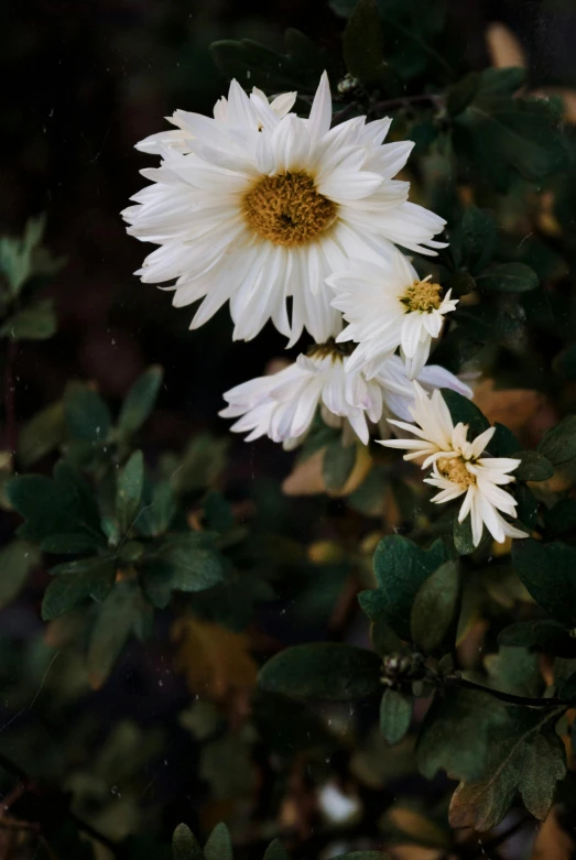 a group of white flowers sitting on top of a lush green field, inspired by Elsa Bleda, unsplash, baroque, chrysanthemum eos-1d, moody, gold flaked flowers, ari aster