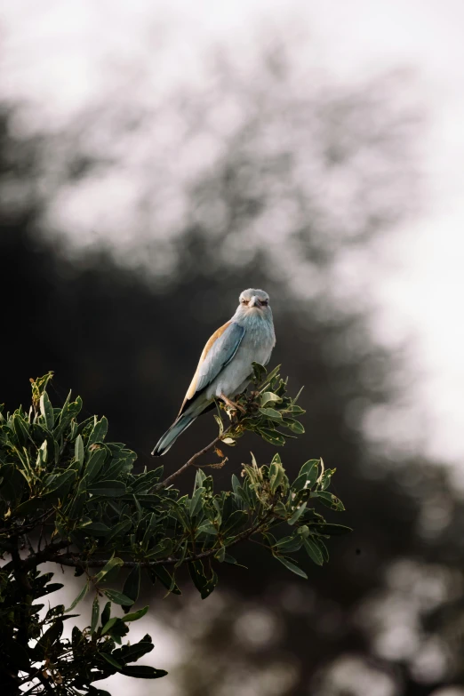 a bird sitting on top of a tree branch, pale bluish skin, sun down, shot with sony alpha 1 camera, multicoloured