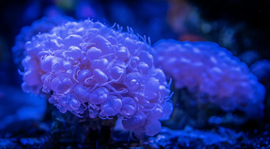 a close up of a bunch of purple flowers, a macro photograph, unsplash, blue jellyfish, aquarium, glowing fungus, blue bonsai