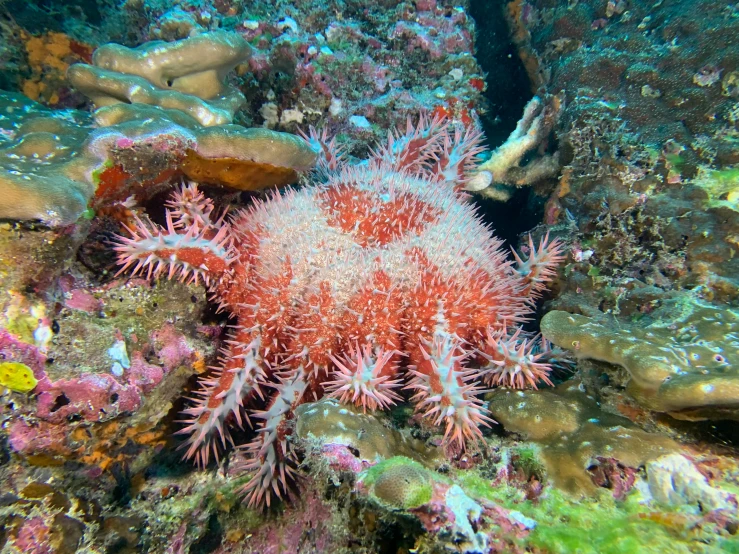 a red and white starfish on a coral reef, by Gwen Barnard, pexels, huge spikey teeth, prince crown of pink gears, 🦩🪐🐞👩🏻🦳, photo taken from behind