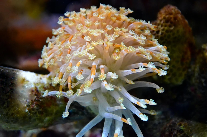 a close up of an orange and white sea anemone, twirling glowing sea plants, delightful surroundings, corals, subtle detailing