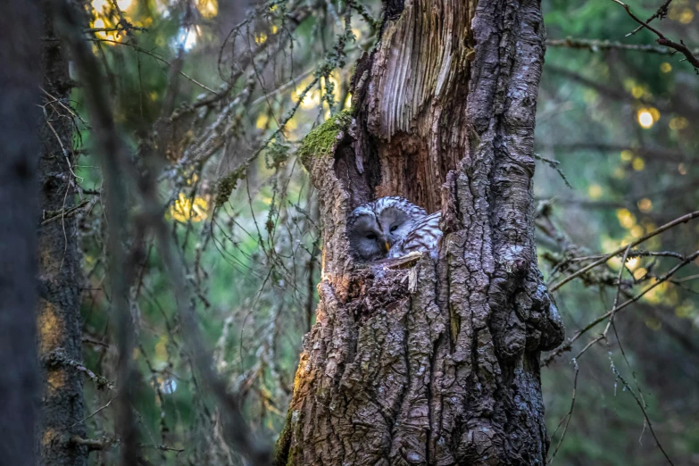 a squirrel peeks out of a hole in a tree, by Jim Nelson, unsplash, glowing white owl, evening!! in the forest, sleeping, high resolution photo