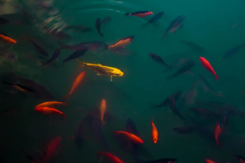 a group of fish swimming in a body of water, by Elsa Bleda, pexels contest winner, complementary colour, gold, 🦩🪐🐞👩🏻🦳, shot on sony a 7