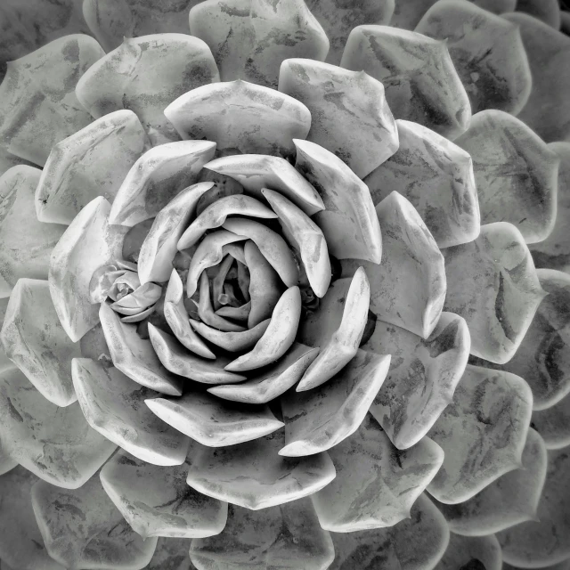 a black and white photo of a flower, concrete art, robotic cactus design, from a bird's eye view, giant rose flower head, made of marble