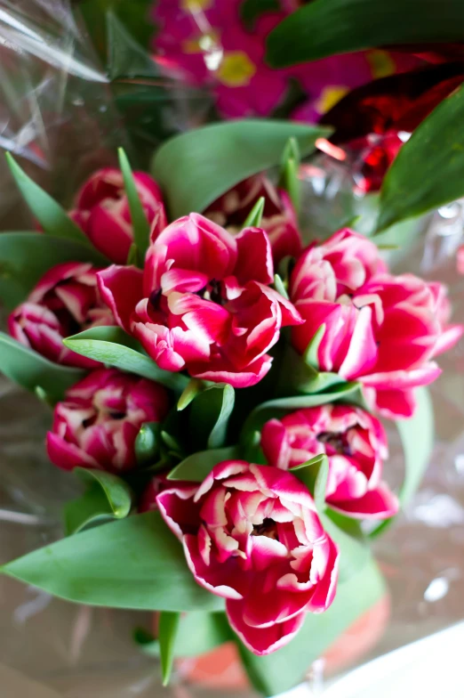 a bouquet of red tulips is wrapped in plastic, flickr, romanticism, vibrant pink, patterned, cream, striped