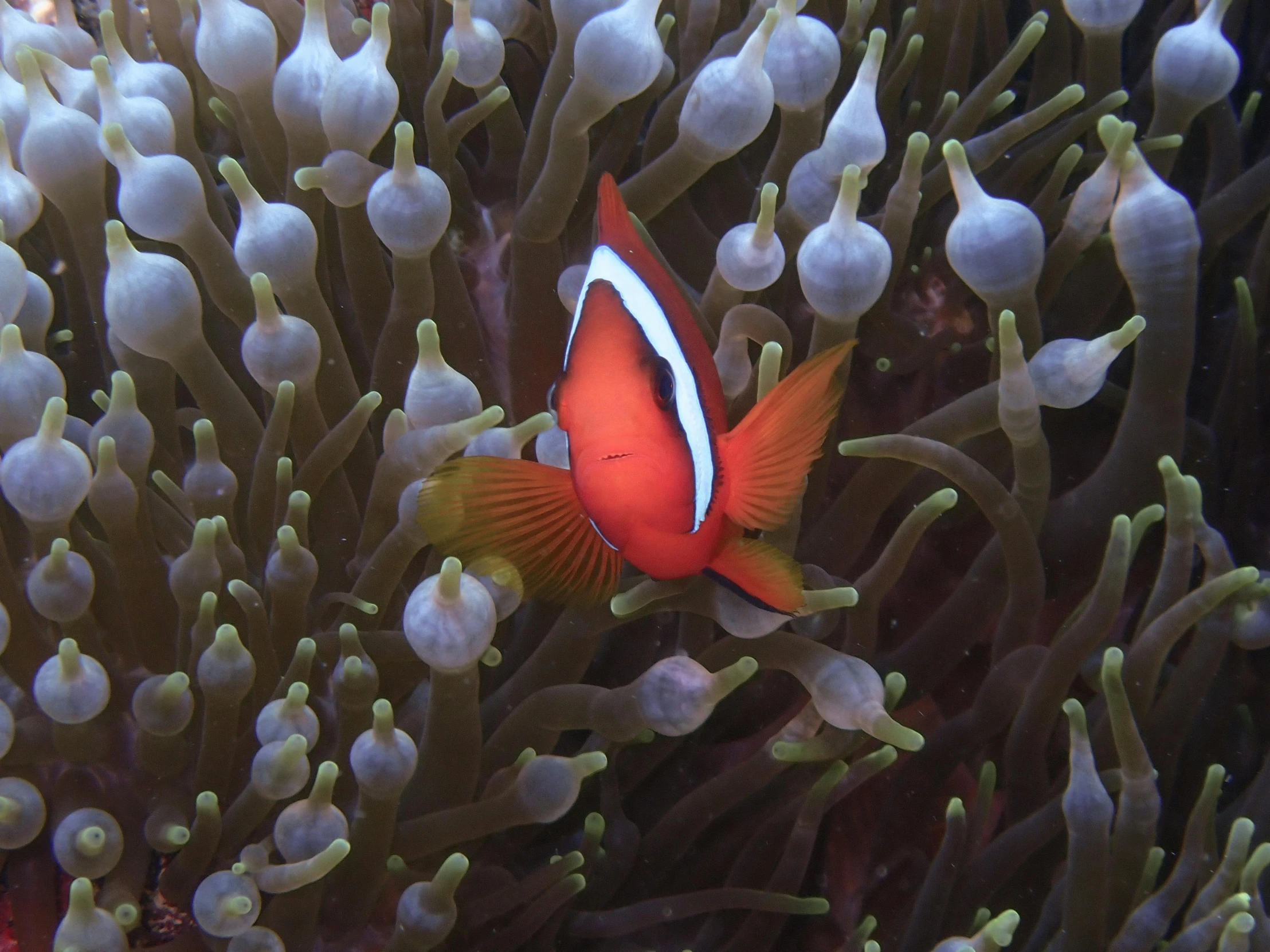 a close up of a clown fish in an anemon, a photo, unsplash contest winner, renaissance, delicate coral sea bottom, captured on iphone, slide show, crimson