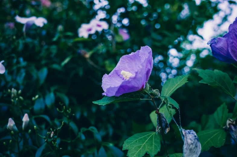 a close up of a purple flower on a tree, a photo, unsplash, background image, morning glory flowers, nostalgic melancholy, next to a plant