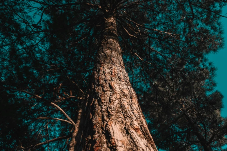 a tall tree with a blue sky in the background, unsplash, bark for skin, forest at night, profile image, ((trees))