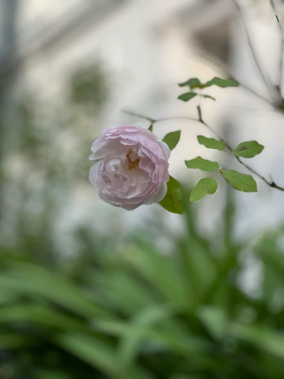 a pink flower sitting on top of a lush green plant, inspired by Anne Nasmyth, unsplash, romanticism, low quality photo, taken on iphone 1 3 pro, historical setting, blurred photo