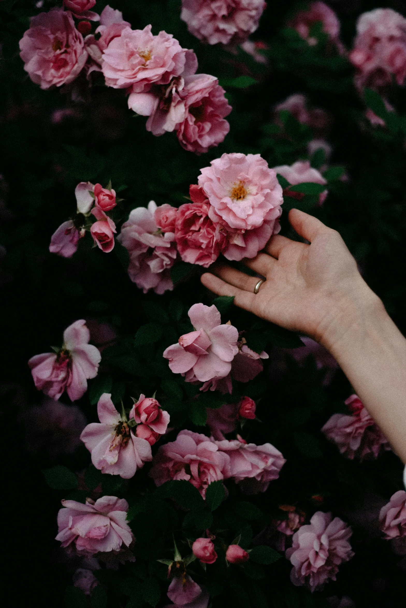 a person holding a pink flower in front of a bush, inspired by Elsa Bleda, pexels contest winner, exploding roses, graceful arms, ✨🕌🌙, on a dark background