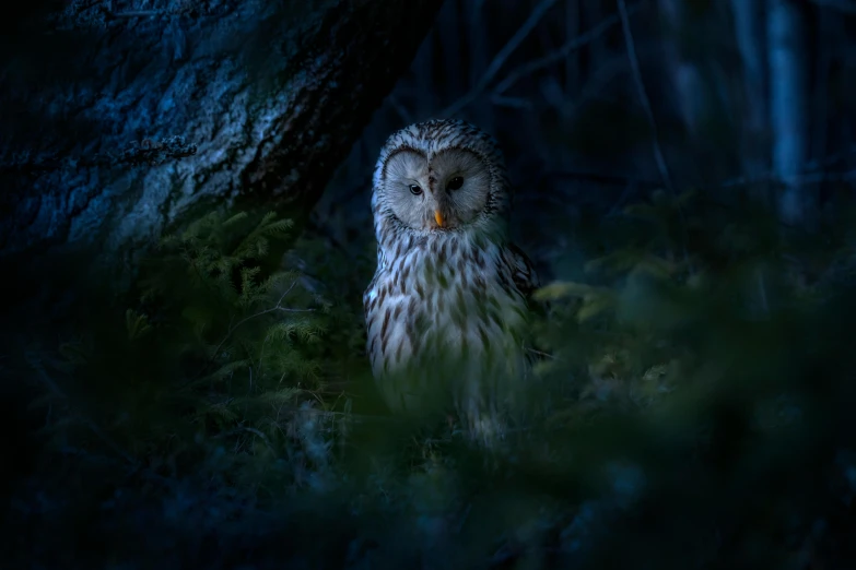 a large owl sitting on top of a lush green forest, by Adam Marczyński, pexels contest winner, night light, grey, small, portrait”