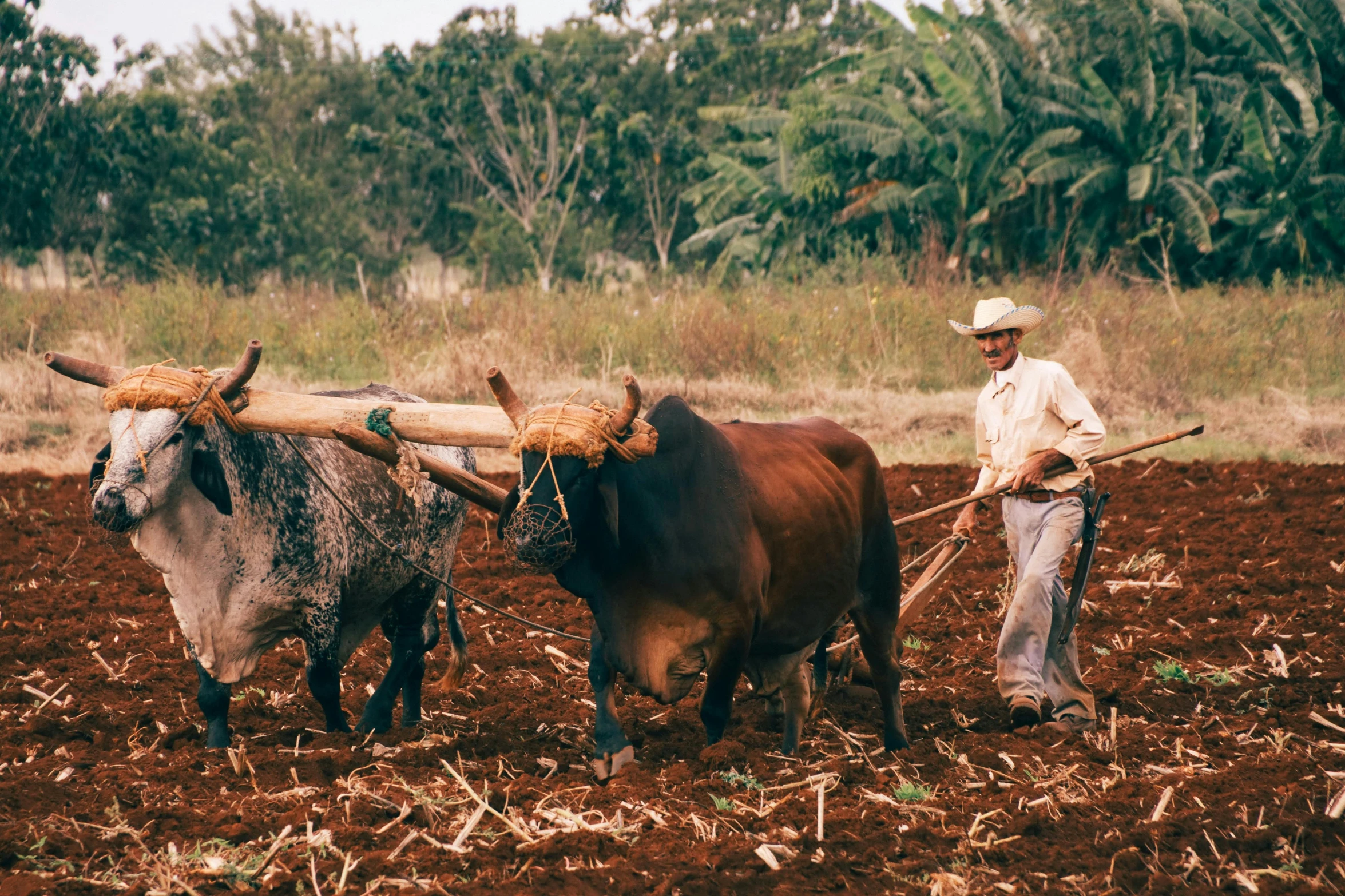 a man plowing a field with two oxen, by Willard Mullin, trending on unsplash, cuba, avatar image, 1980s photo