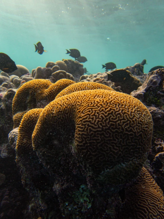 a group of fish swimming over a coral reef, covered in coral, coral