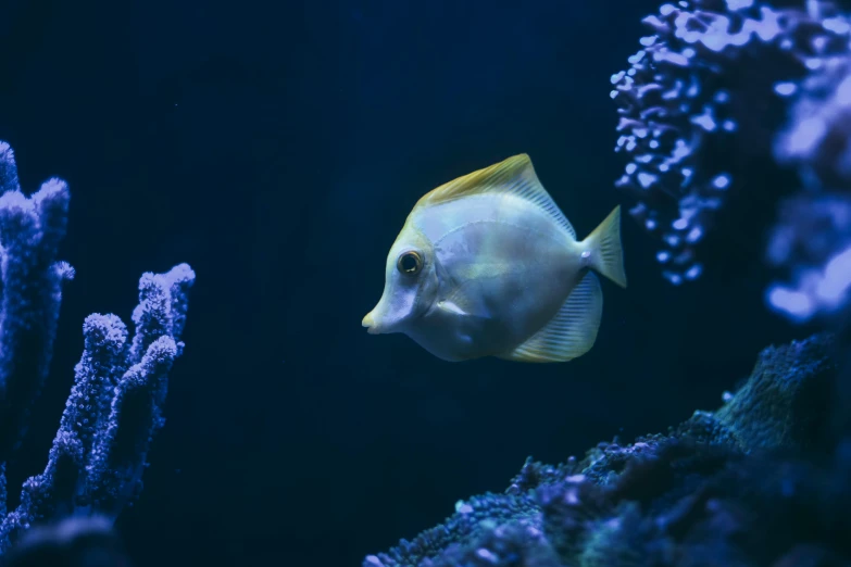 a close up of a fish in an aquarium, pexels contest winner, renaissance, yellow and blue, middle of the ocean, shaven, low-light