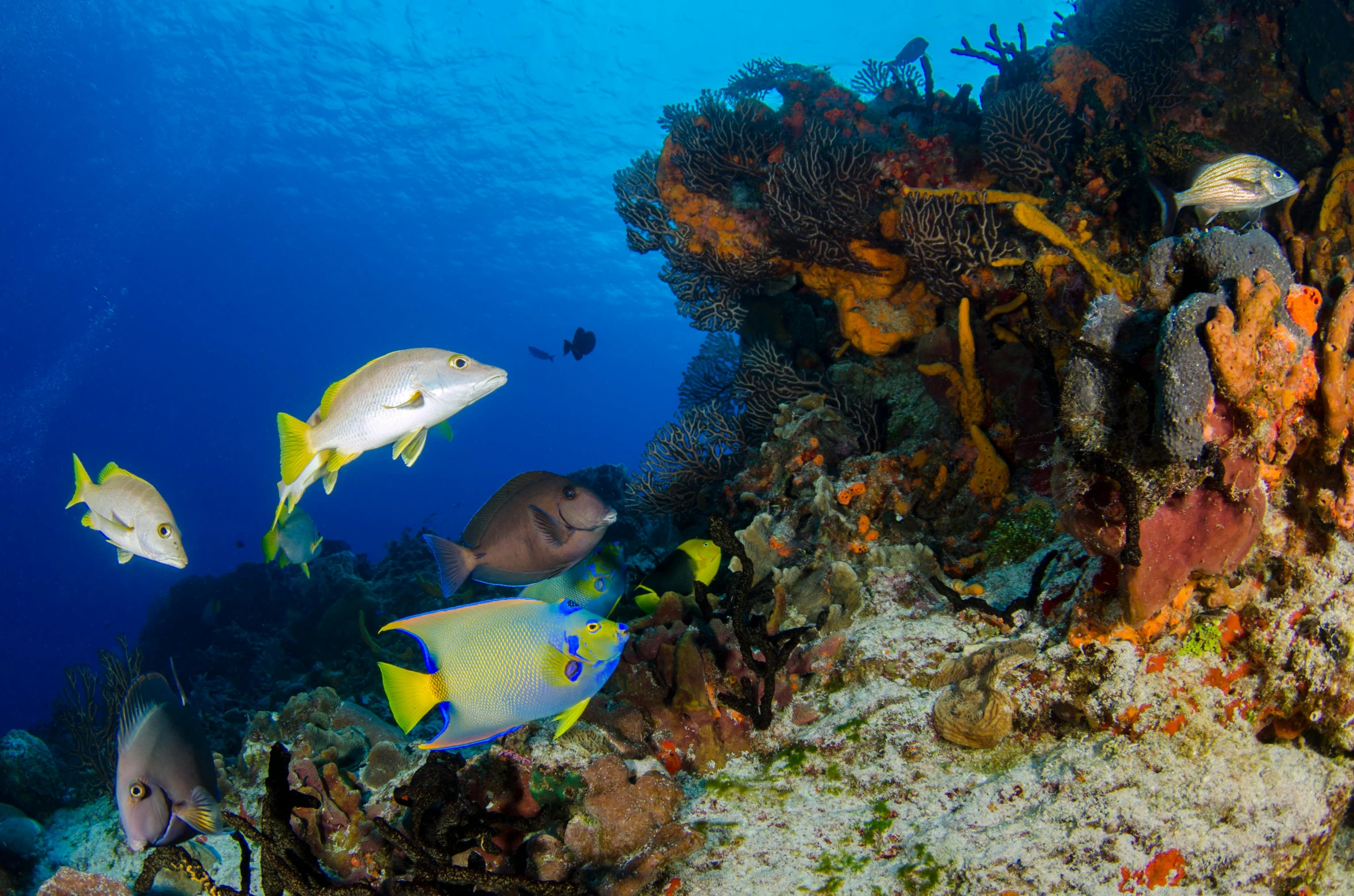 a group of fish swimming on a coral reef, yellow and blue, lush surroundings, mayan, avatar image