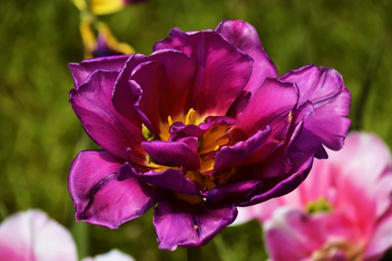 a close up of a purple flower in a field, dutch masters, multicoloured, highly polished, dark purple crown