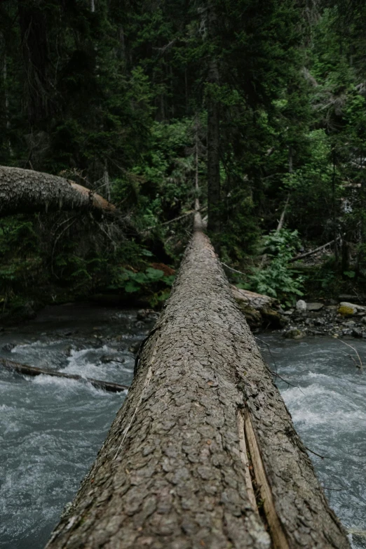 a fallen tree in the middle of a river, by Jacob Toorenvliet, unsplash contest winner, hiking trail, 4 k film still, whistler, 2 5 6 x 2 5 6 pixels