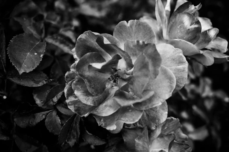 a black and white photo of a rose, by Andor Basch, flowers in a flower bed, bee, ash thorp, glossy from rain