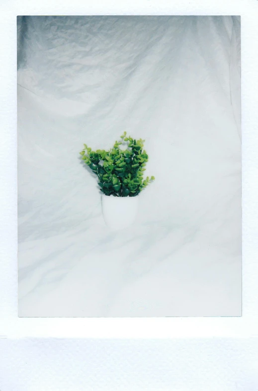 a picture of a potted plant in the snow, a polaroid photo, unsplash, postminimalism, made of silk paper, green and white, medium format, white backdrop