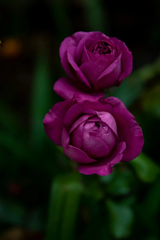 two purple roses sitting next to each other, paul barson, up close, lush surroundings, ((purple))